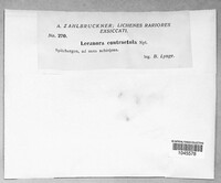 Lecanora contractula image